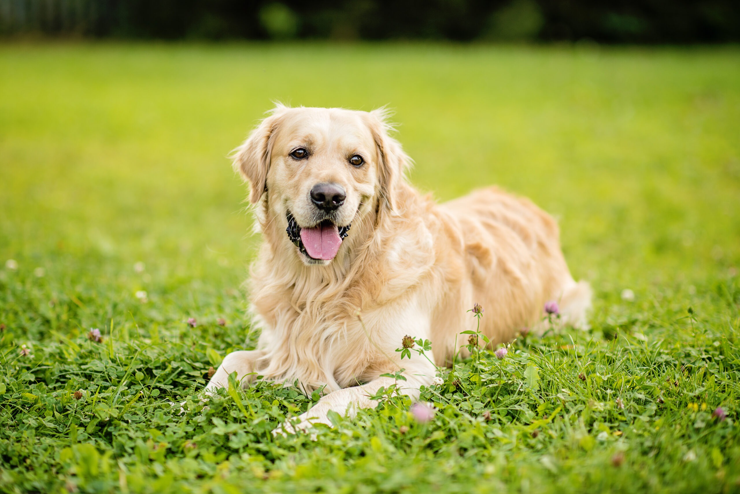 golden retriever in a field